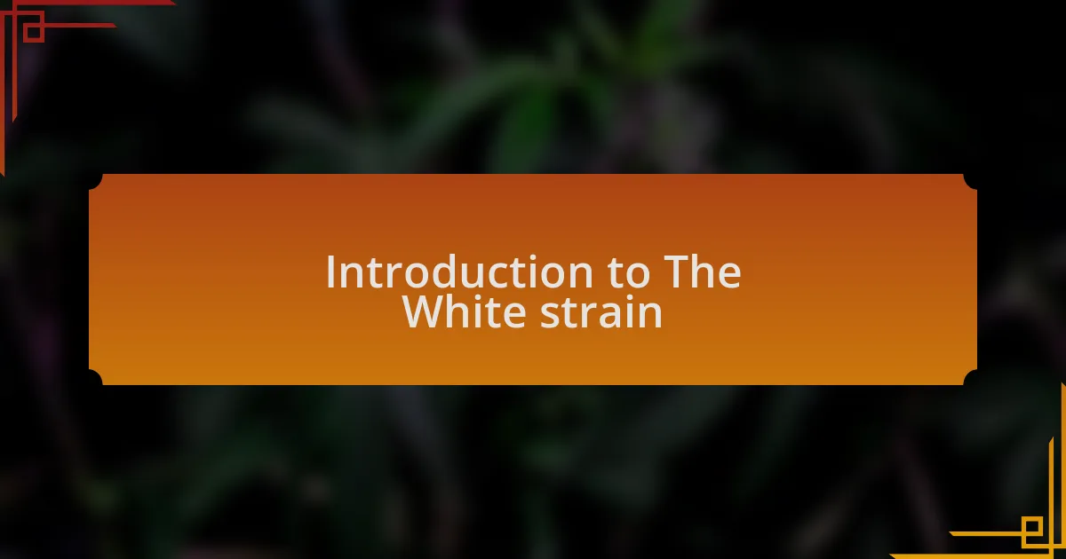 Introduction to The White strain