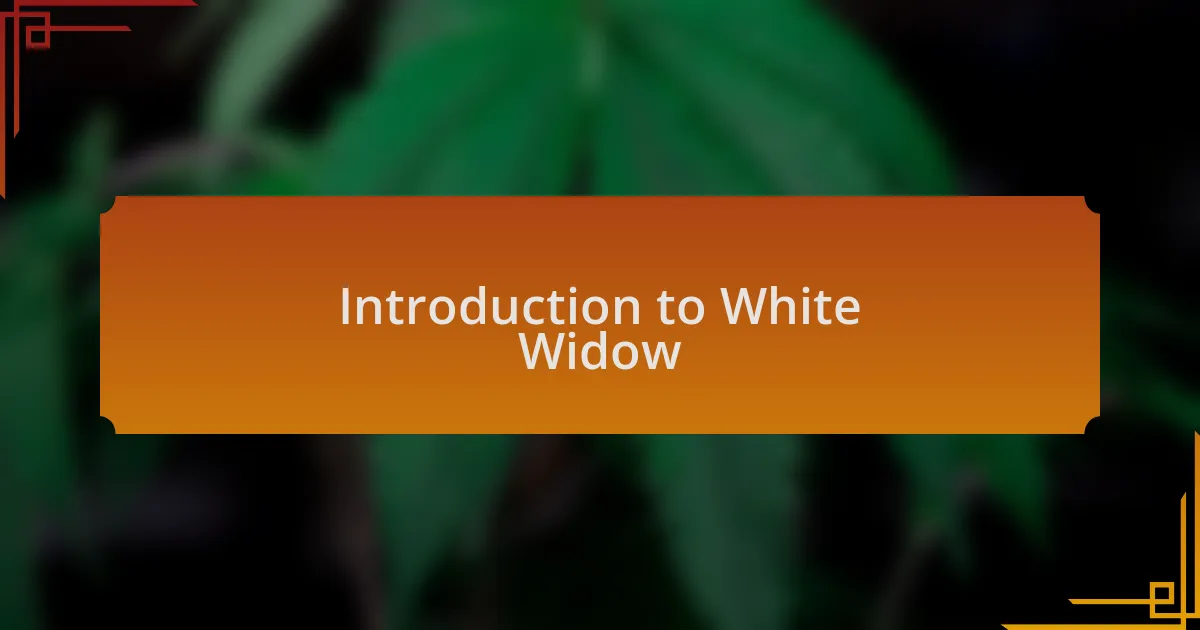 Introduction to White Widow